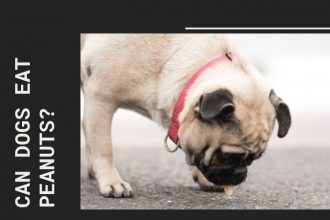 can dogs eat peanuts