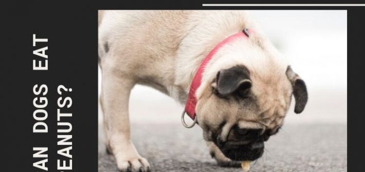can dogs eat peanuts