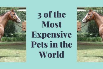 Expensive Pets