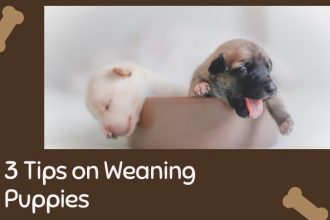 weaning puppies