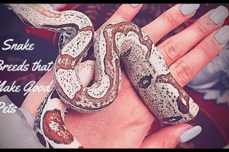 snake breed
