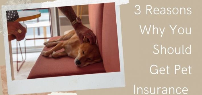Pet Insurance