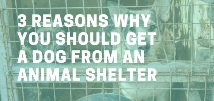 animal shelter