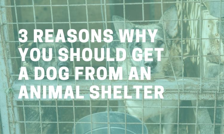 animal shelter