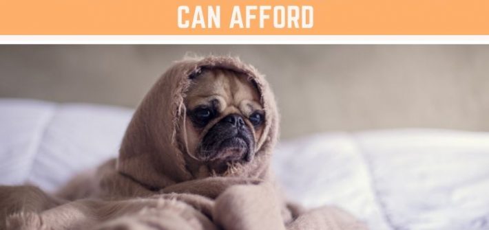 Dog-Friendly Hotels