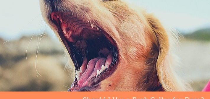 Bark Collar for Dogs