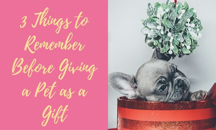 Pet as a Gift